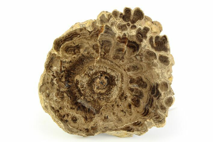 Polished Fossil Stromatolite Colony - Utah #351192